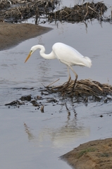 Ardea alba