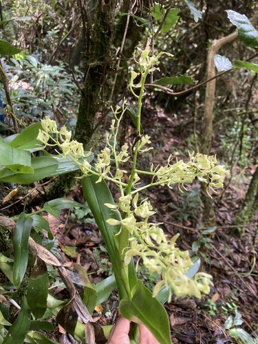 Epidendrum excisum Lindl. 4