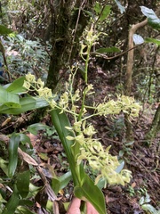 Epidendrum excisum