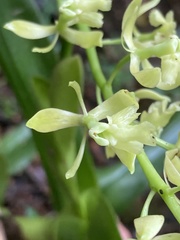 Epidendrum excisum