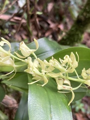 Epidendrum excisum