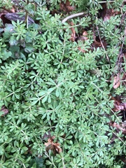 Galium aparine