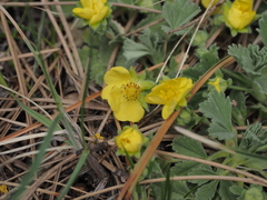 Potentilla cinerea