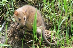 Rattus exulans