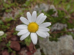Anthemis chia