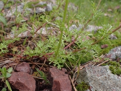 Anthemis chia
