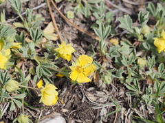 Potentilla cinerea