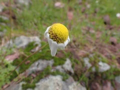 Anthemis chia