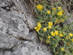 Potentilla cinerea