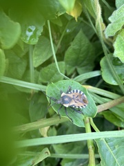 Spartocera alternata