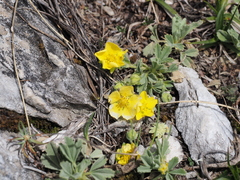 Potentilla cinerea