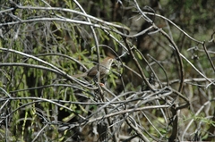 Cisticola aberrans