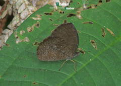 Godartiana muscosa