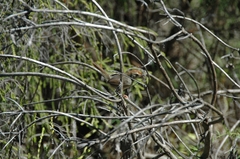Cisticola aberrans