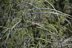 Cisticola aberrans