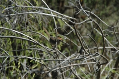 Cisticola aberrans