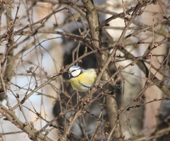 Cyanistes caeruleus