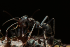 Iridomyrmex mayri