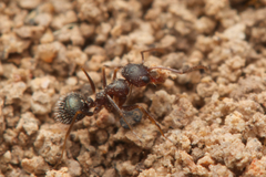 Melophorus bruneus