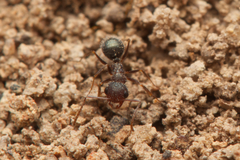 Melophorus bruneus