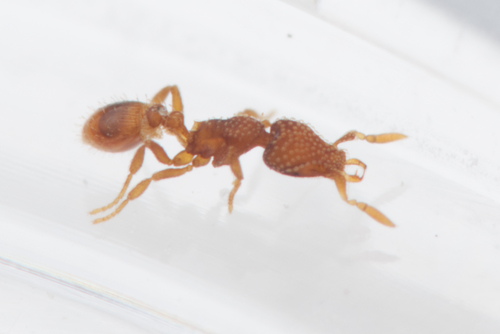 Ant