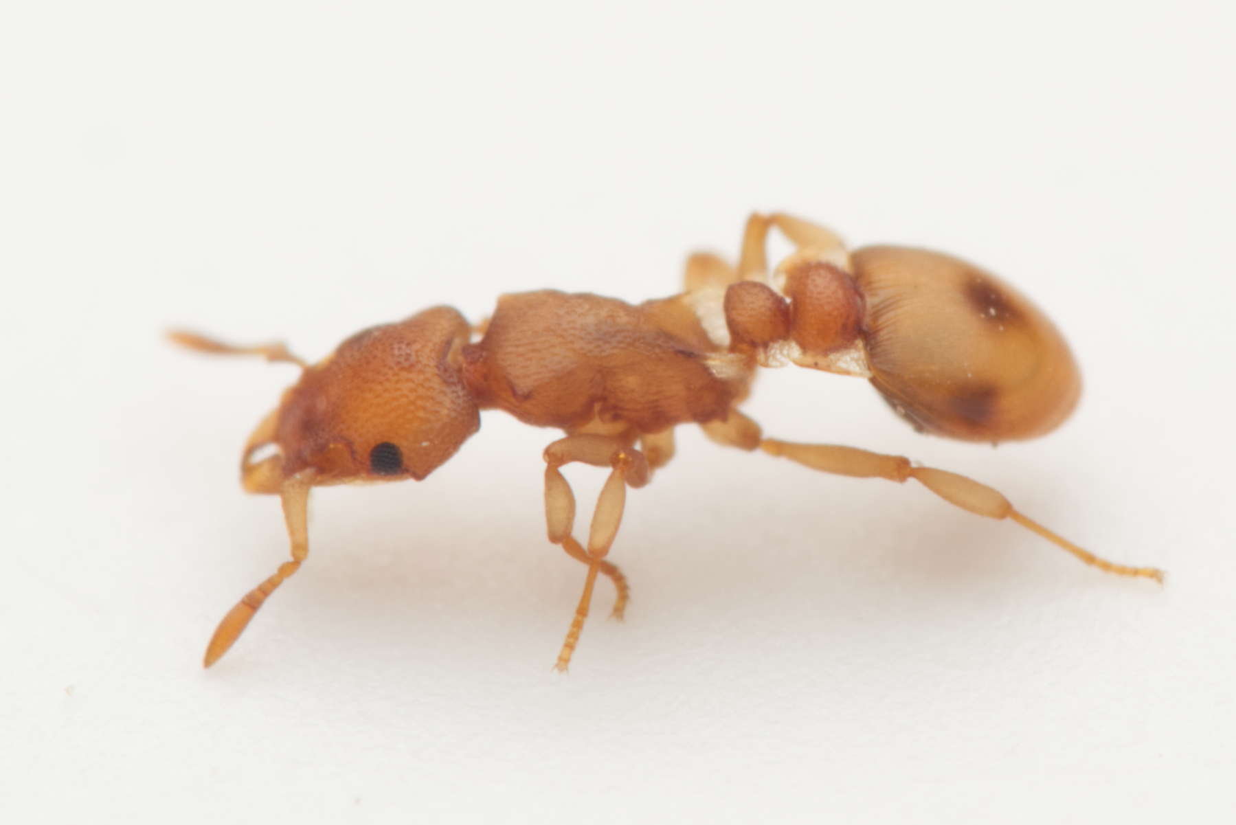 Colobostruma lacuna