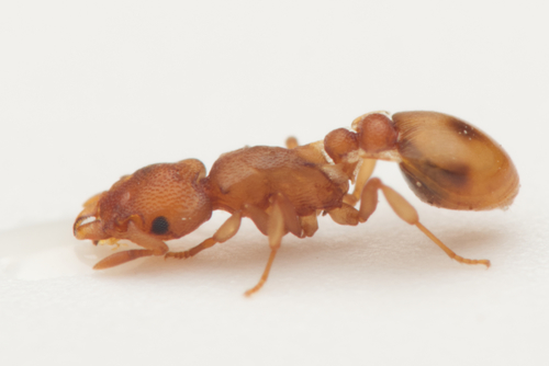 Colobostruma lacunaColobostruma lacuna