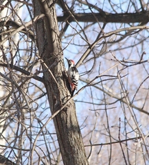 Dendrocopos leucotos