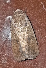 Athetis reclusa