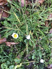 Bellis perennis