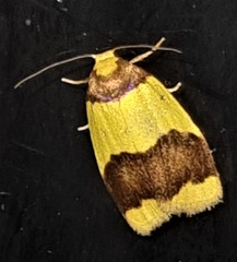Heterallactis microchrysa