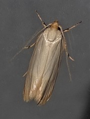 Xylorycta assimilis