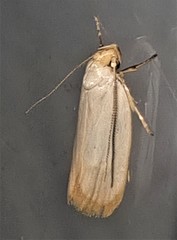 Xylorycta assimilis