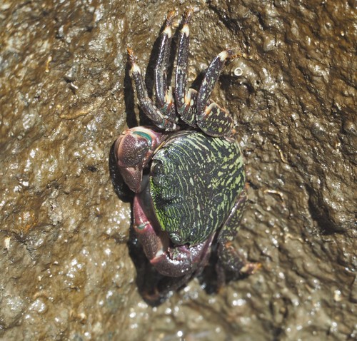 Striped Shore Crab, photo 4 of 10