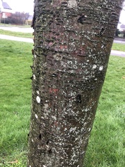 Prunus avium