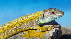 Lacerta citrovittata