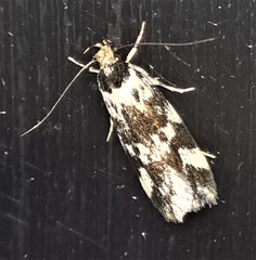 Barea eucapnodes