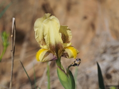 Iris reichenbachii