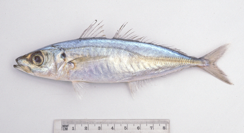 Bleekeri's mackerel scad (Decapterus russelli) — Carangidae — 2