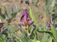 Iris reichenbachii