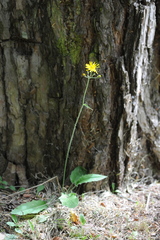 Hieracium sylvularum
