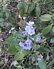 Eranthemum