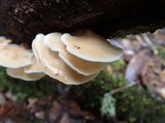 Campanophyllum proboscideum