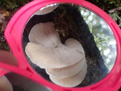 Campanophyllum proboscideum