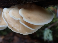 Campanophyllum proboscideum