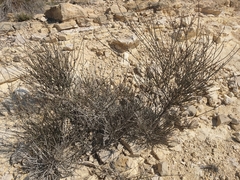 Salsola genistoides