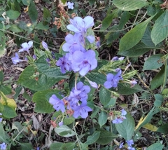Eranthemum