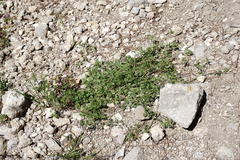 Fumaria kralikii
