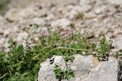 Fumaria kralikii