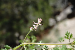 Fumaria kralikii